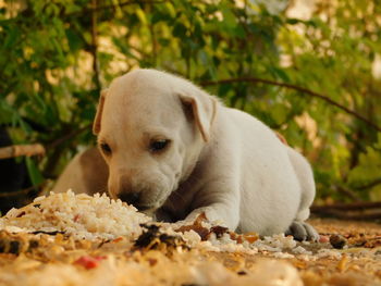 Close-up of dog