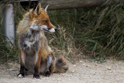 Side view of fox looking away on field