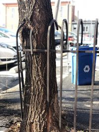 Close-up of tree trunk in city