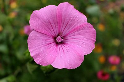 Close-up of pink flower blooming outdoors