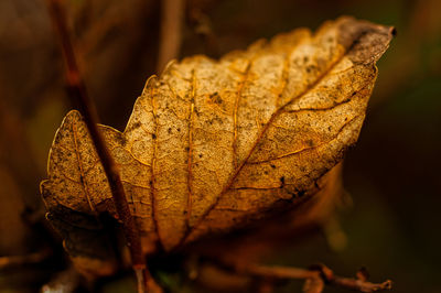 Close-up of dried maple leaf