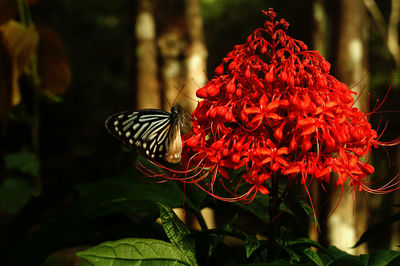 Close-up of butterfly on red flower