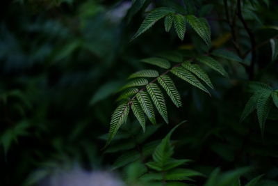 Close-up of fresh green leaves