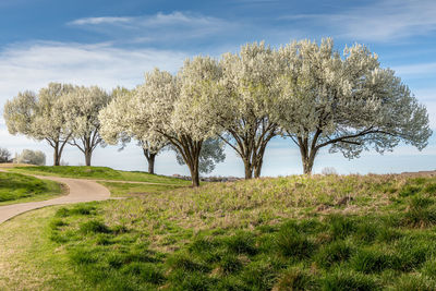 Trees growing on field against sky