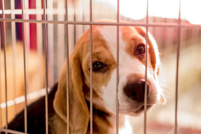 Close-up portrait of dog in cage