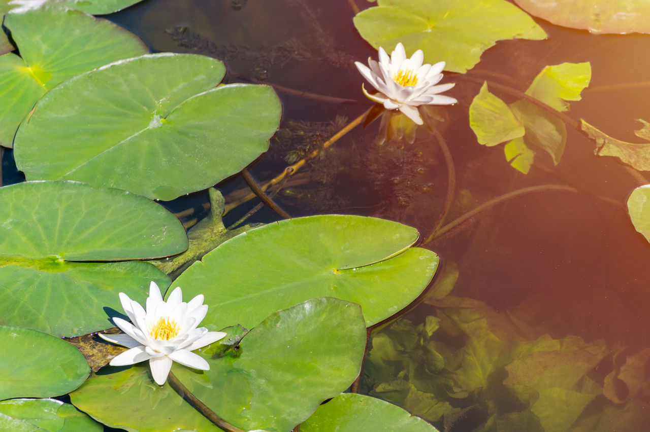 HIGH ANGLE VIEW OF WATER LILY ON PLANT