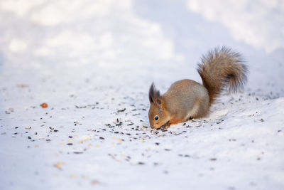 Squirrel sits in snow and eats nuts in winter snowy park. winter color of animal.