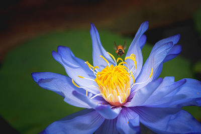 Close-up of insect on purple flower