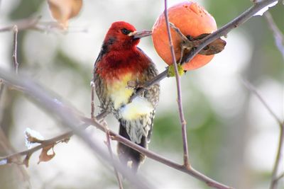 Low angle close-up of woodpecker perching on branch