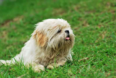 Dog sitting on grass