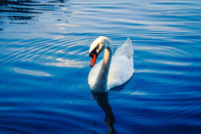 Swan swimming in lake