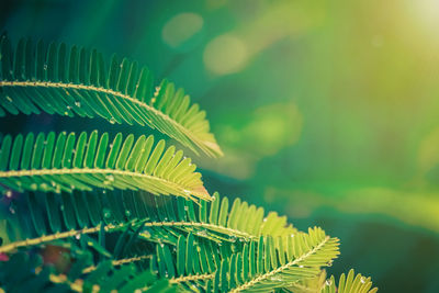 Close-up of fern leaves