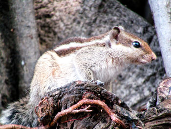 Close-up of squirrel on tree trunk