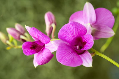 Close-up of pink flowering plant