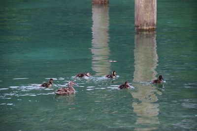 Ducks swimming on lake