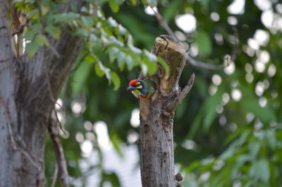 Close-up of bird perching on tree