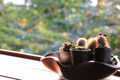 Close-up of potted cactus plant on table