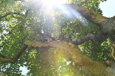 Sunlight streaming through trees in forest