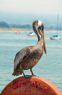 Bird perching on sea against sky