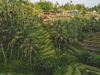 Trees and plants growing on field