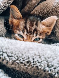 Close-up portrait of a cat