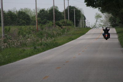 Road along trees