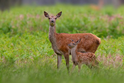 Portrait of deer on field