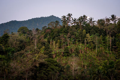 Scenic view of forest against clear sky