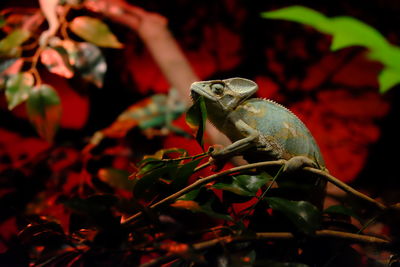 Chameleon on branch at night