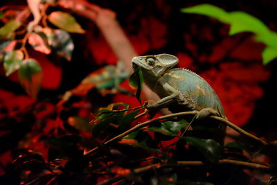 Lizard on branch at night