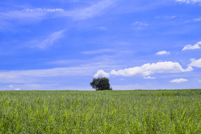 Scenic view of agricultural field against sky