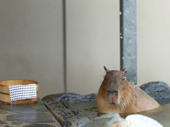 Close-up of an animal on table at home