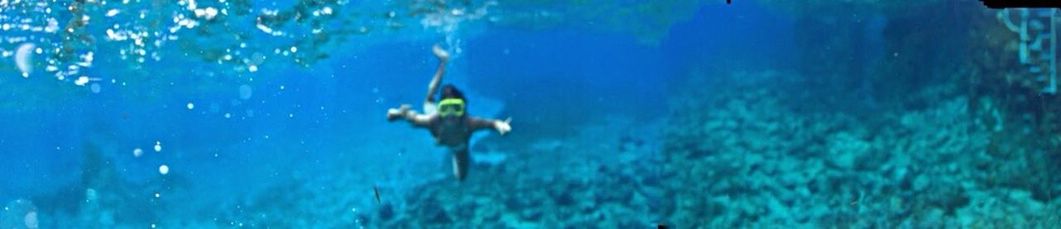 Jellyfish swimming in sea