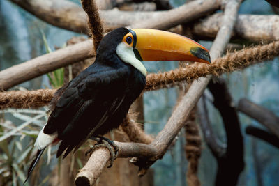 Close-up of bird perching on branch