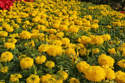 Close-up of yellow flowers