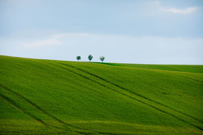 Scenic view of agricultural field against sky