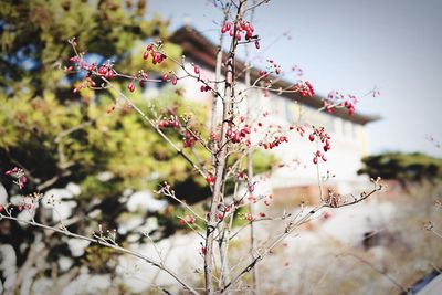 Goji berries growing on tree outdoors