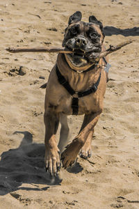 Portrait of dog running on beach