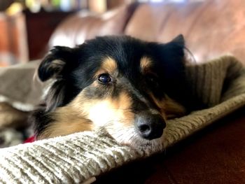 Close-up of dog resting on sofa