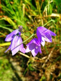 Close-up of purple crocus blooming outdoors