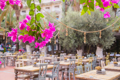 Close-up of pink flower branch against tables at street restaurant