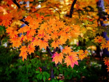 Close-up of orange maple leaves on plant