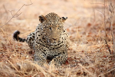 View of a cat on field