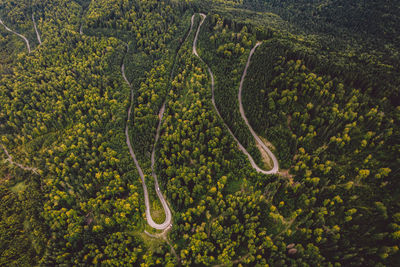 High angle view of road amidst trees