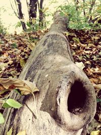 Close-up of tree trunk in forest