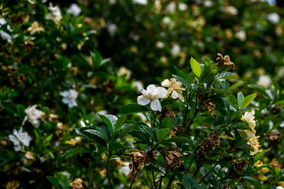 Close-up of white flowering plant