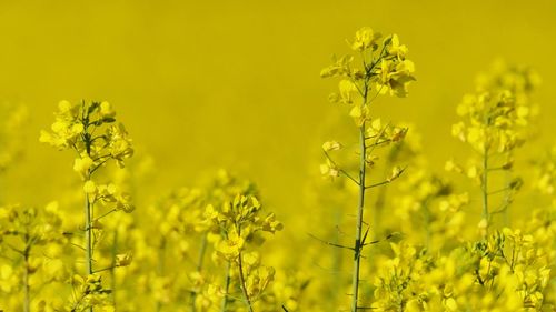 Scenic view of oilseed rape field