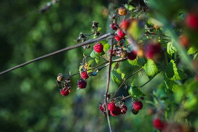 Close-up of red berries growing on tree