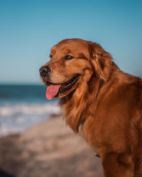 Dog looking away while standing on beach