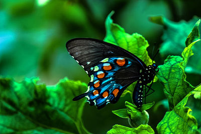 Close-up of butterfly on flower